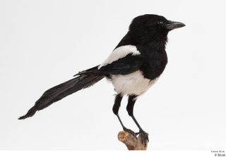 Common magpie Pica pica whole body 0005.jpg